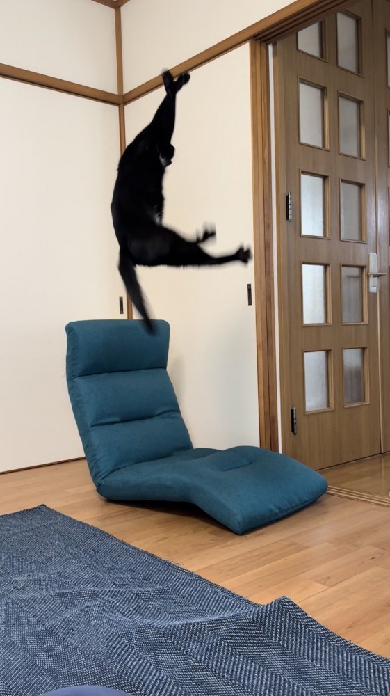空中で前足をクロスさせる黒猫