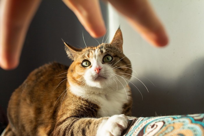 追いかけまわされる猫