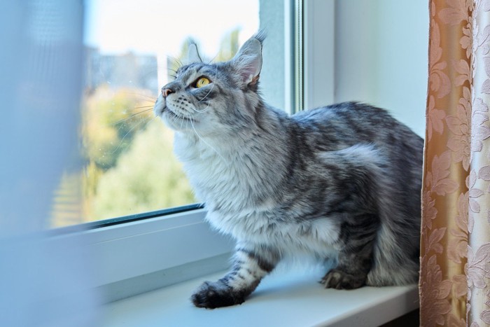 窓辺で野性が目覚めた猫