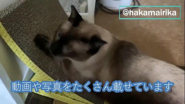 爪とぎをする猫