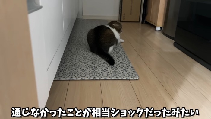 マットの上で寝そべる猫