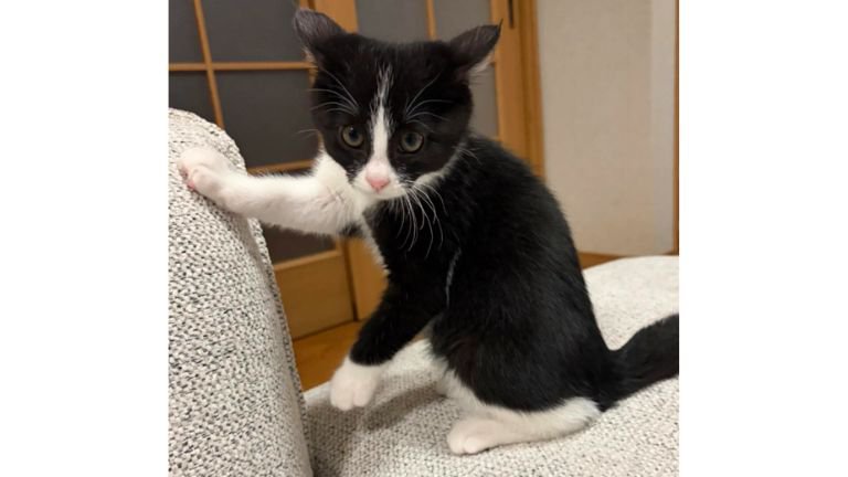 ソファーにいる猫