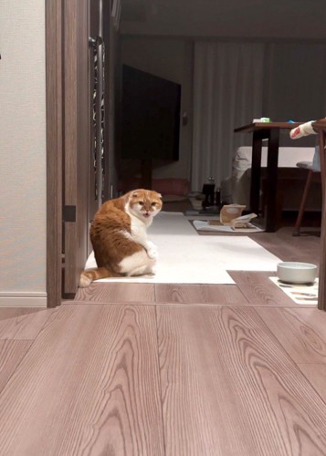 飼い主をふり返って顔を険しくする猫