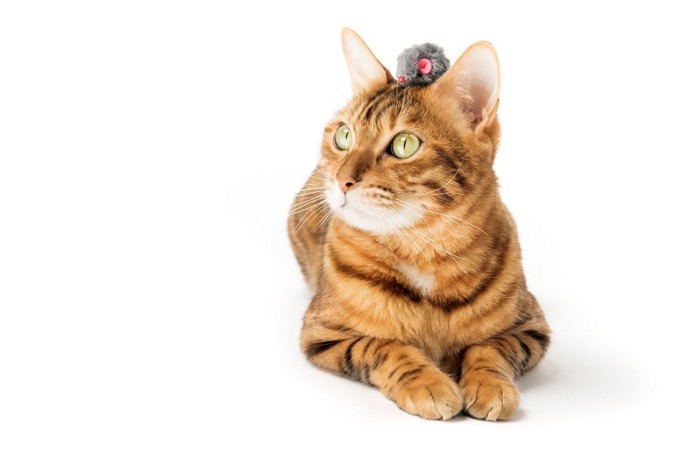 頭の上にネズミのおもちゃが乗っている猫