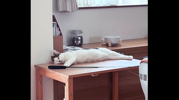 寝ている猫