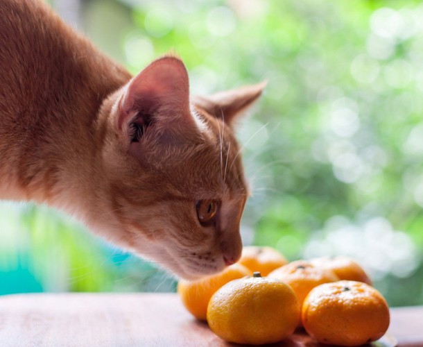 ミカンの匂いを嗅ぐ猫