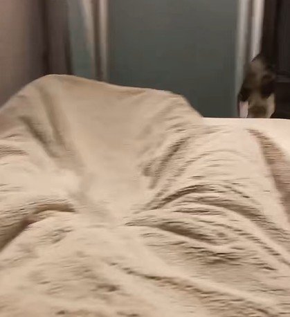 来た道を帰っていく猫