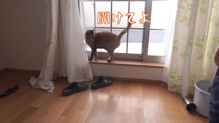 開けて欲しがる猫