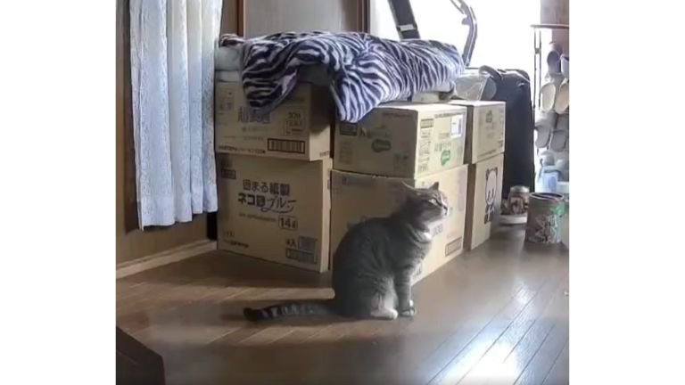 猫と段ボール
