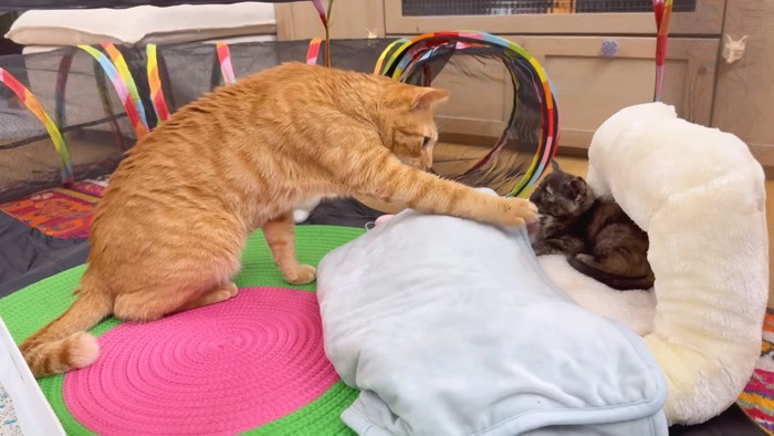 クッションにいる猫に前足を伸ばす猫