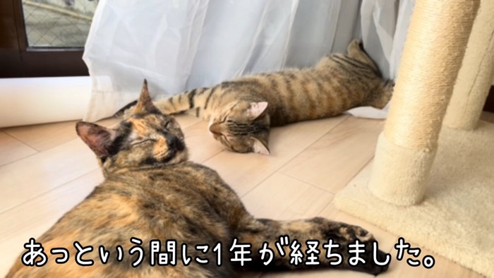 寝そべる2匹の猫