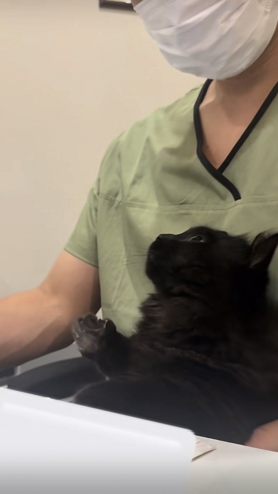 仕事中の飼い主の足の上に乗るミックス猫