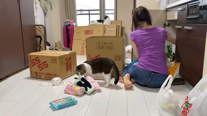 タオルのニオイを嗅ぐ猫