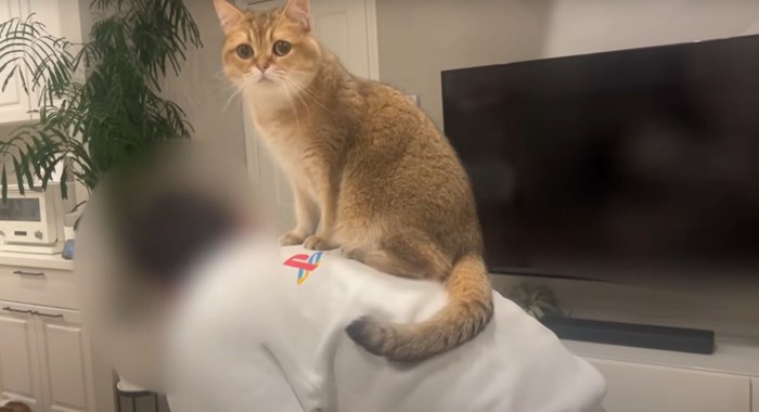 背中に乗る猫(左向き)