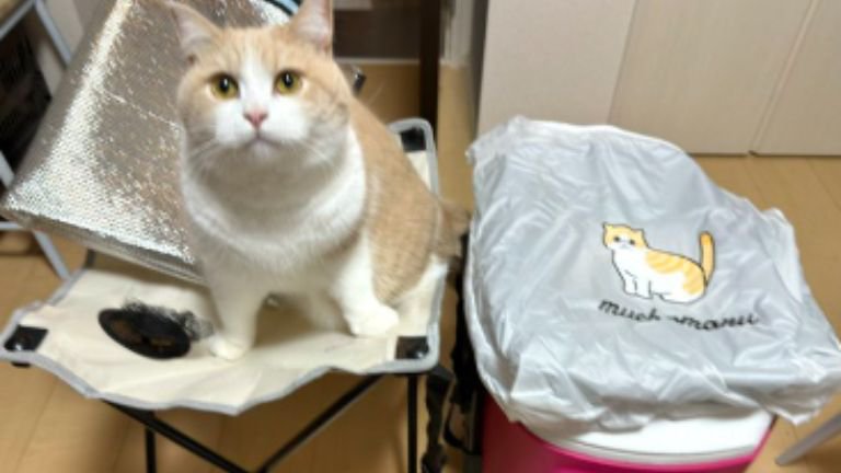 室内にいる猫