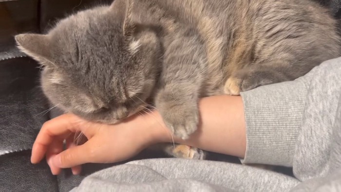 人の手を噛む猫