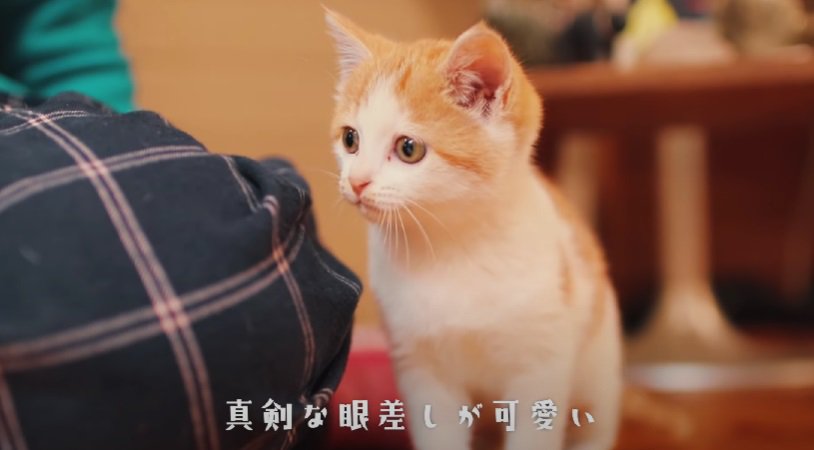 真剣に見つめる子猫