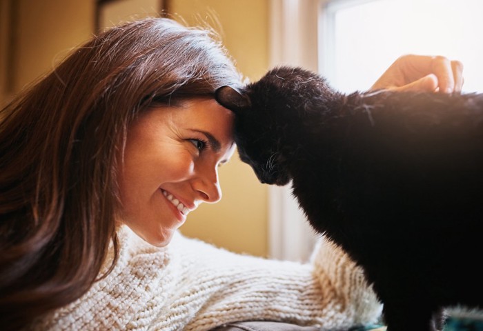 飼い主におでこをつける猫