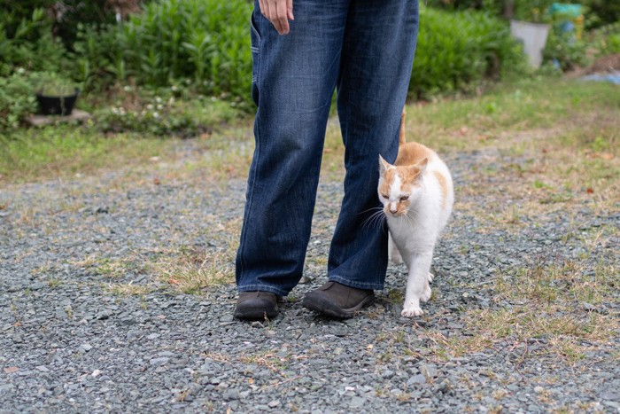 足元にスリスリする猫