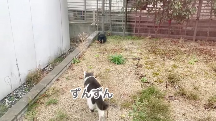 黒猫に近づく白灰猫