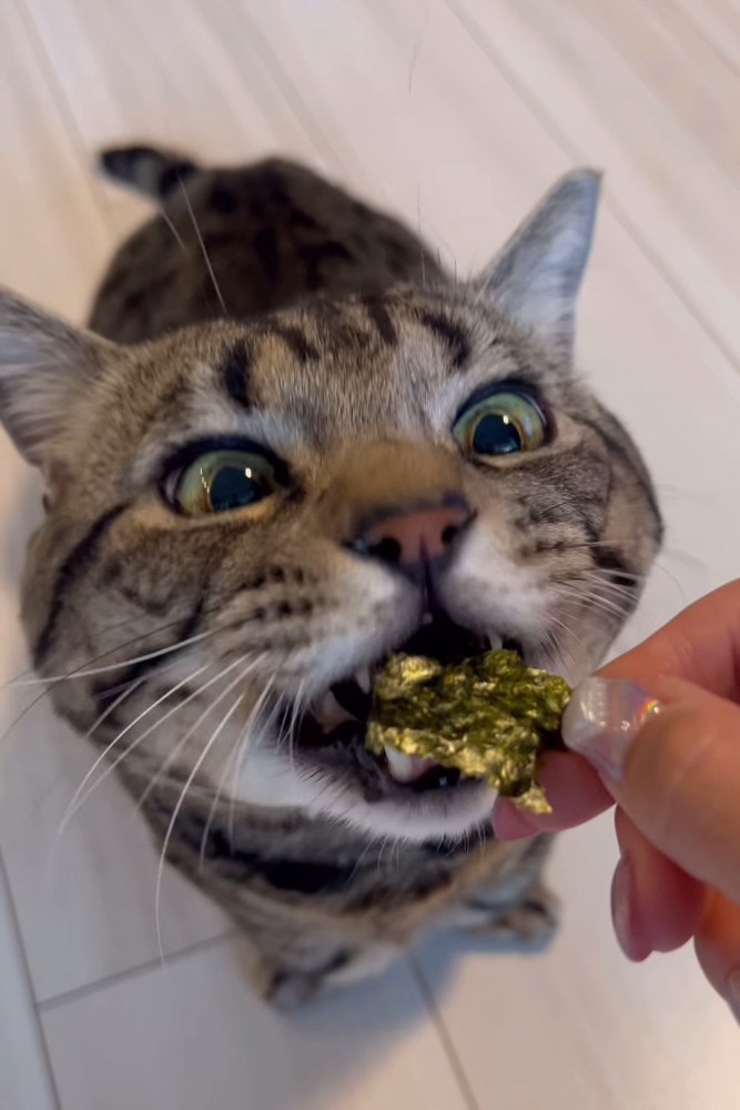 海苔を食べようとする猫