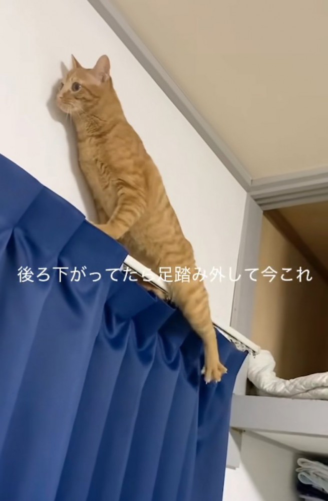 足を踏み外す猫