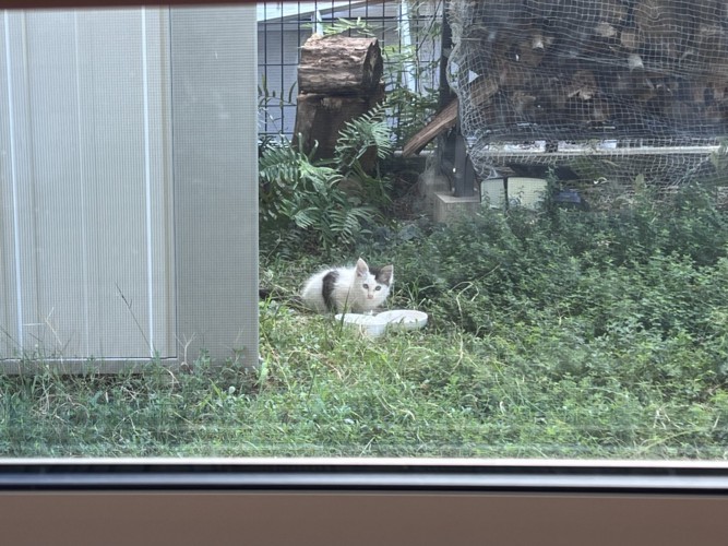 外にいる子猫