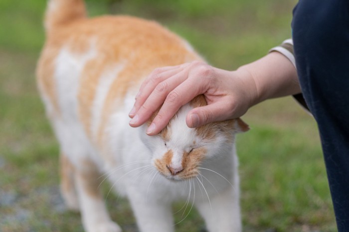 野良猫を撫でる女性の手