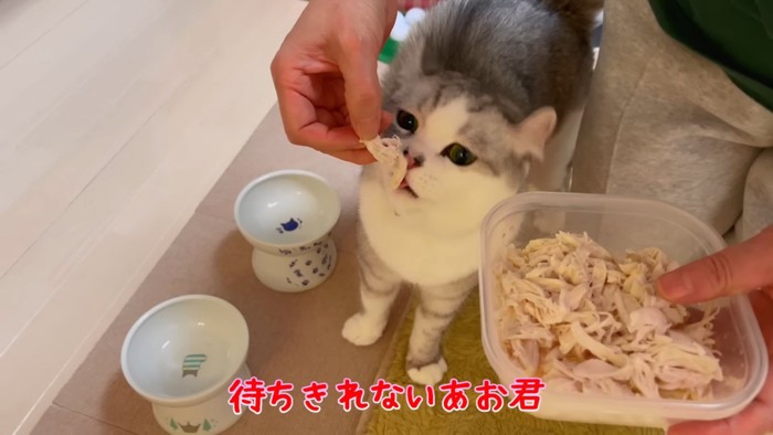 おやつをもらう猫