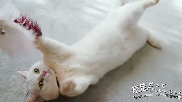 仰向けでおもちゃにじゃれる猫