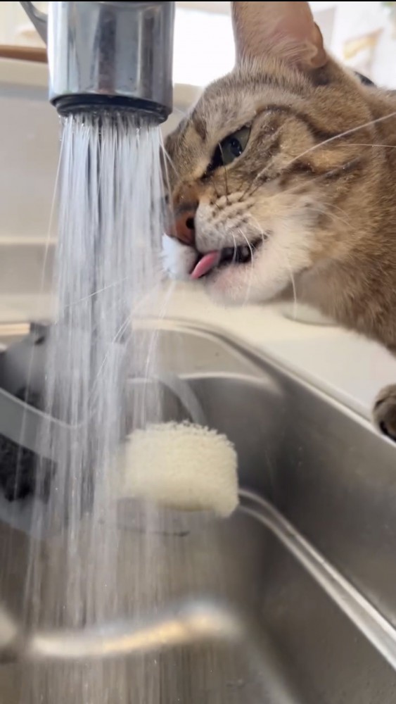 水を飲む猫