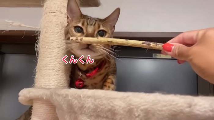 棒のにおいを嗅ぐ猫