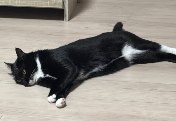 カッコイイ目つきの猫