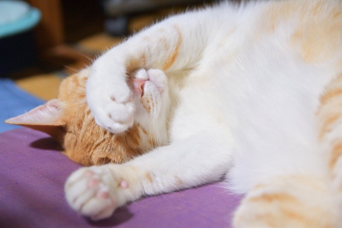 仰向けで寝る猫