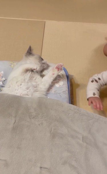 寝そべっている猫と赤ちゃん
