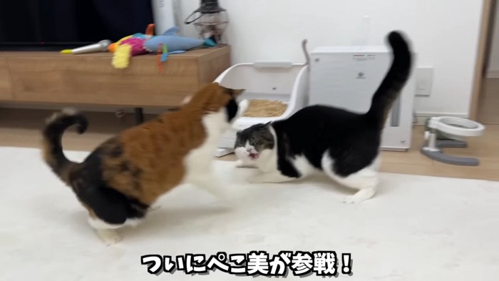 走ってきた三毛猫