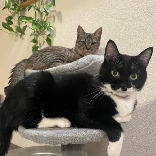 キャットタワーに乗る2匹の猫