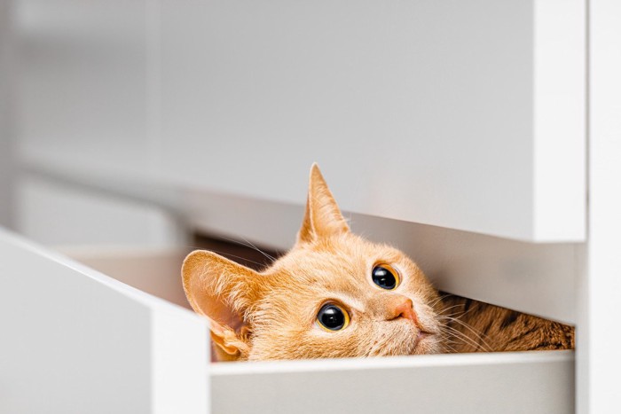 引き出しの中にいる猫