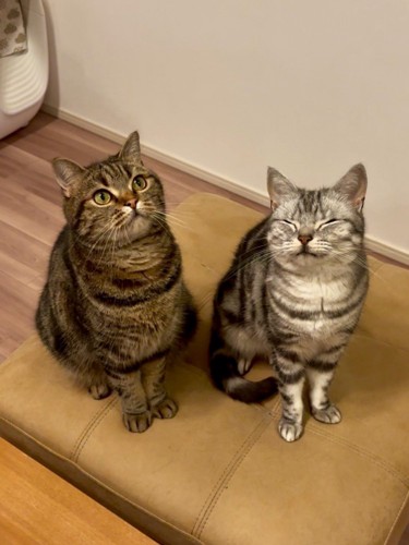 目を開けて座る猫と目を閉じて笑いながら座る猫