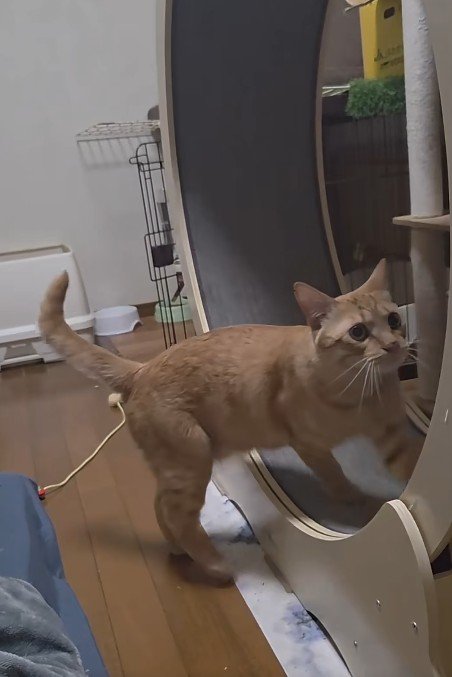 キャットホイールを回す猫
