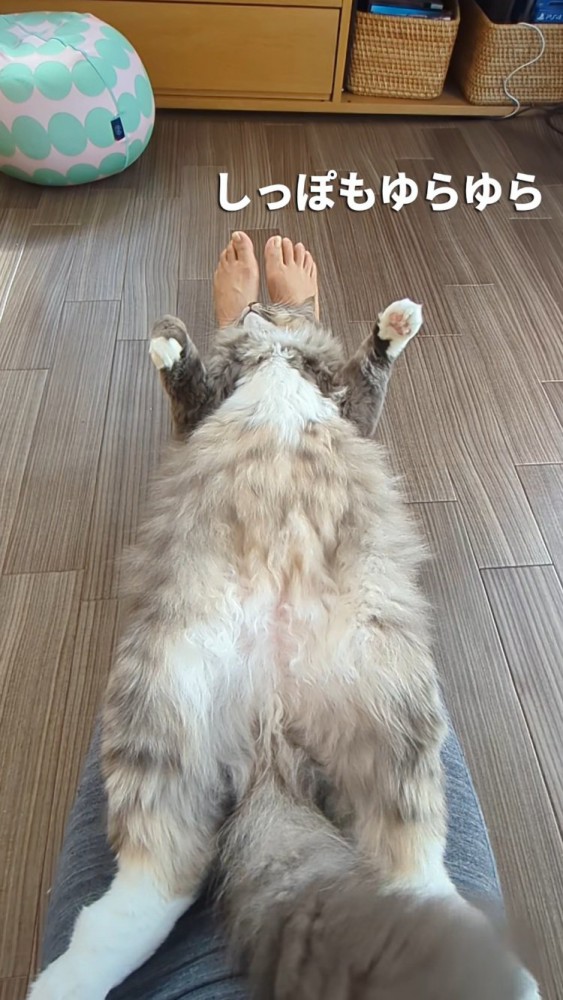 飼い主さんの足の上に仰向けで寝るサイベリアン