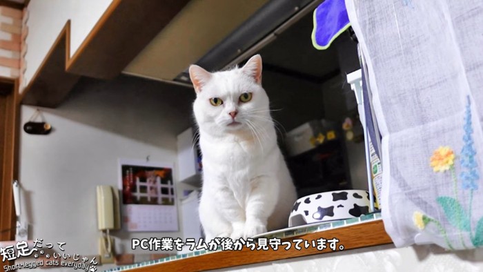 おすわりする猫