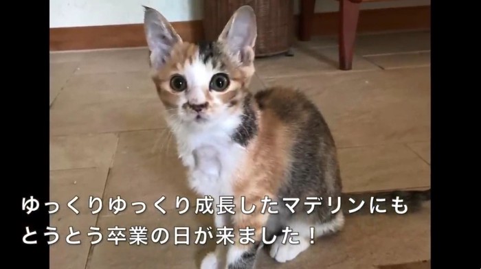 正面を向いている三毛の子猫