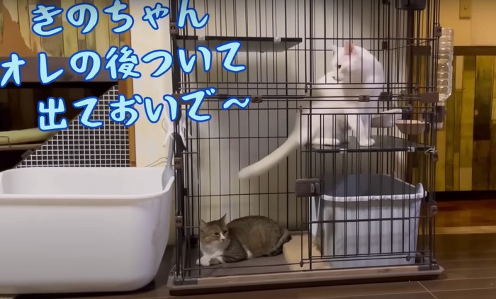 ケージの中にいる二匹の猫