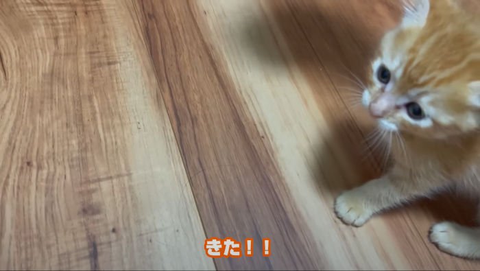 何か注目する茶トラの子猫