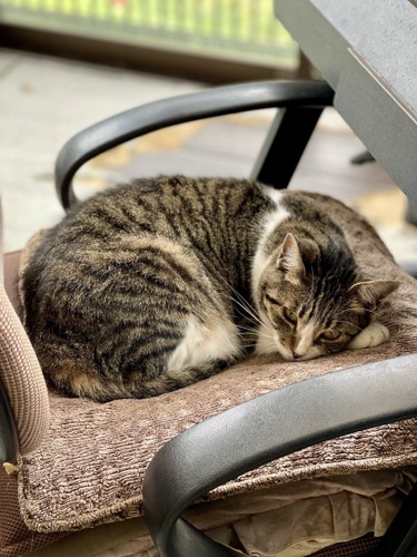 椅子に丸まって眠る猫