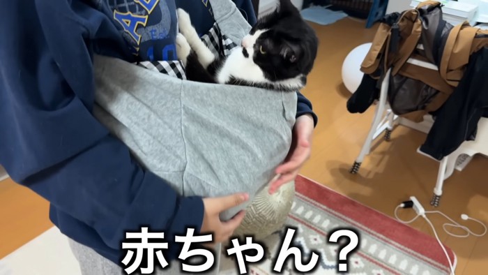 赤ちゃんみたいな猫