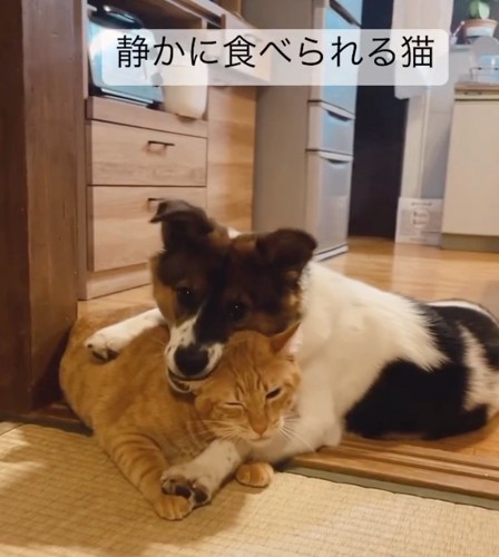 猫の耳を噛む犬