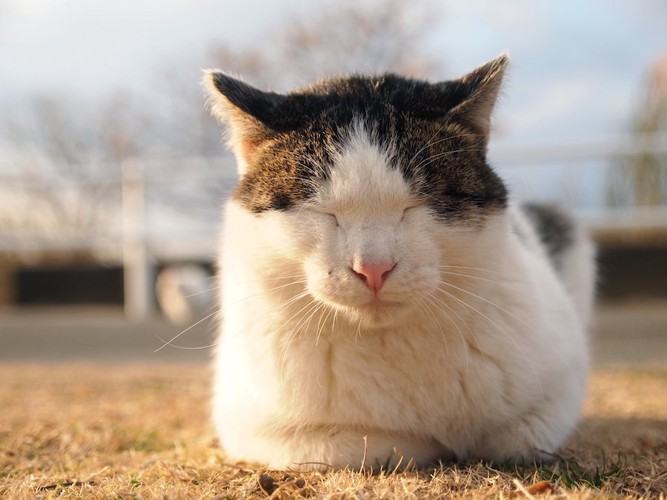 芝生の上で香箱座りをして熟睡している猫