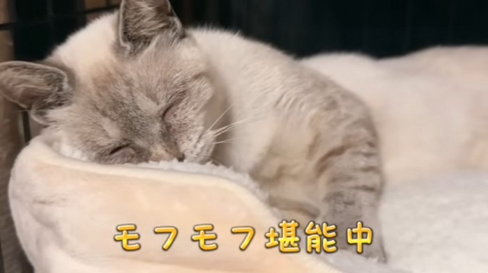 猫用ベッドを堪能するシャムトラ猫